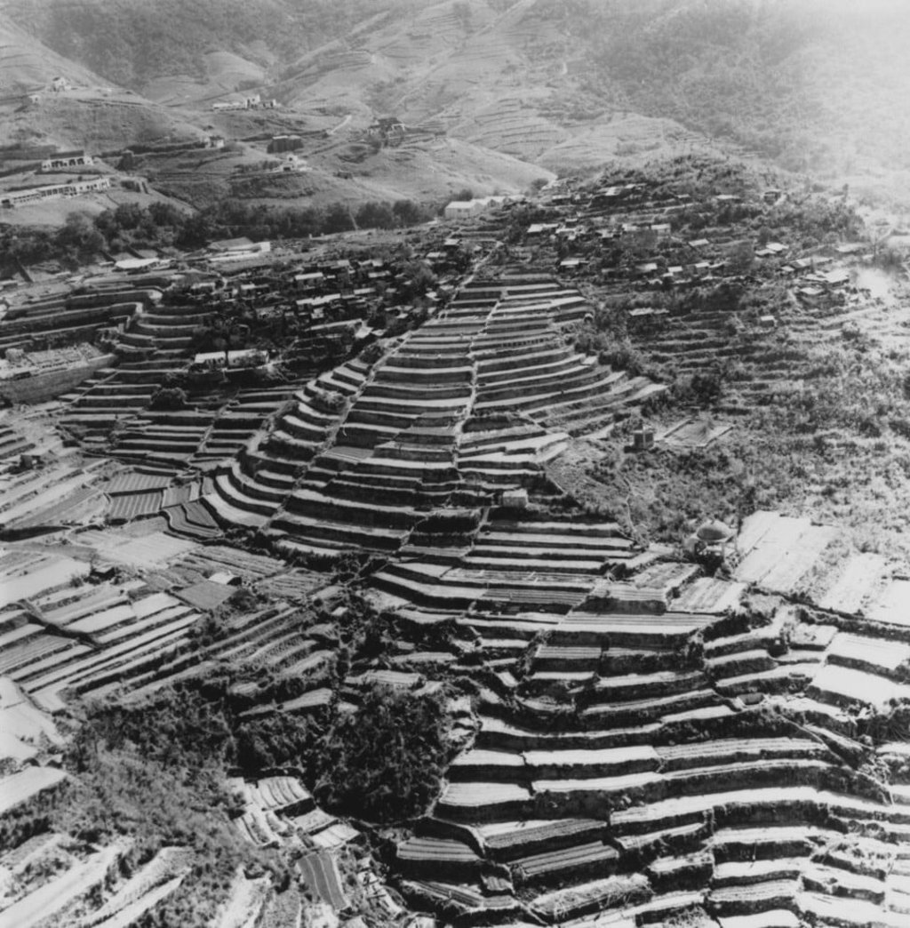 Rice terraces in the New Territories in the 1960s. Photo: Getty Images