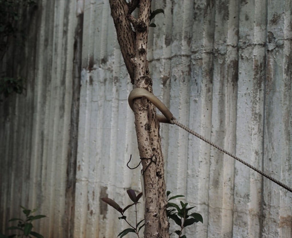 Stem, Hong Kong, by Lau Wai. Image: Wai Lau Stem, Hong Kong, by Lau Wai. Image: Wai Lau