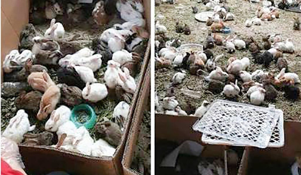 More than 870 rabbits were found alive, along with 99 hamsters, 70 dogs and 28 cats. Photo: Weibo More than 870 rabbits were found alive, along with 99 hamsters, 70 dogs and 28 cats. Photo: Weibo