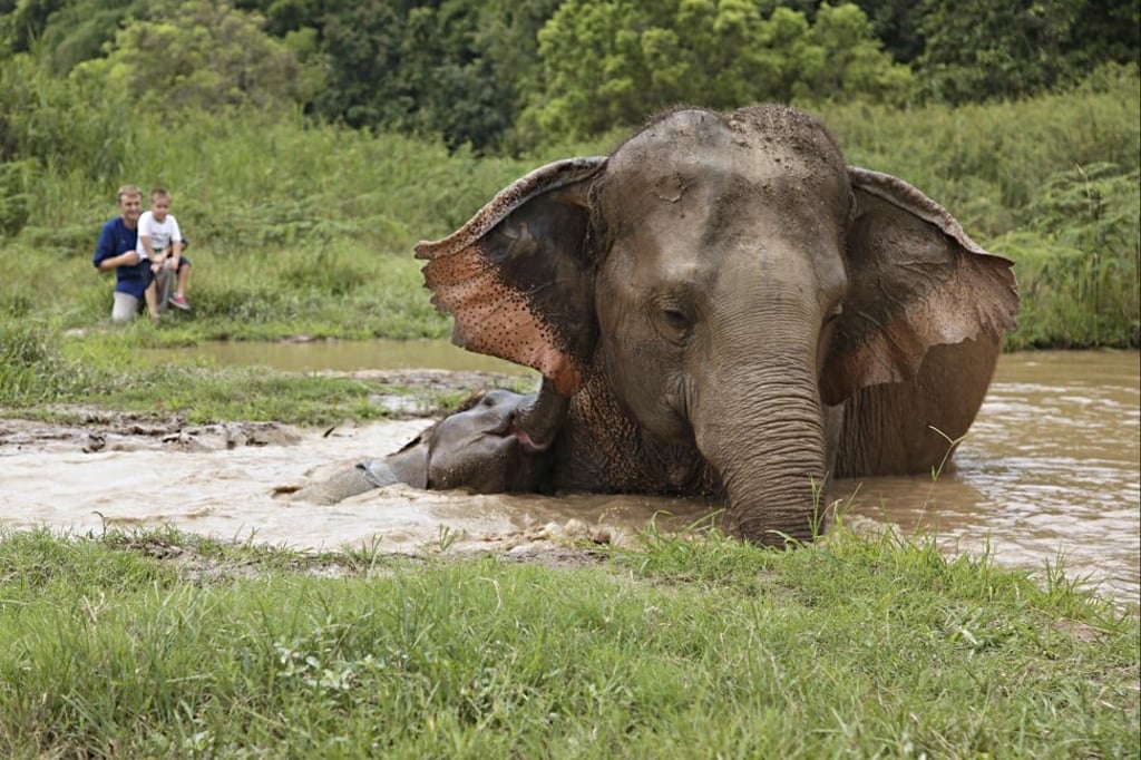 An elephant wallows in water at the Anantara Golden Triangle Elephant Camp and Resort in northern Thailand.