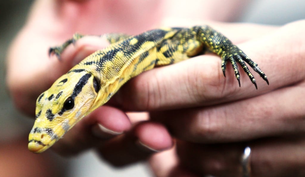 A Mindanao water monitor lizard. One owner complained his two lizards were killed during their handling by a pet relocation company. Photo: David Wong A Mindanao water monitor lizard. One owner complained his two lizards were killed during their handling by a pet relocation company. Photo: David Wong