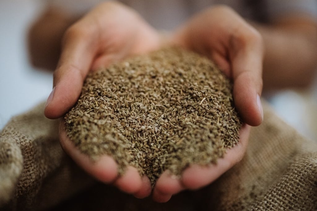 Anise seeds grown in Italy. Photo: Riccardo Tosti Photography