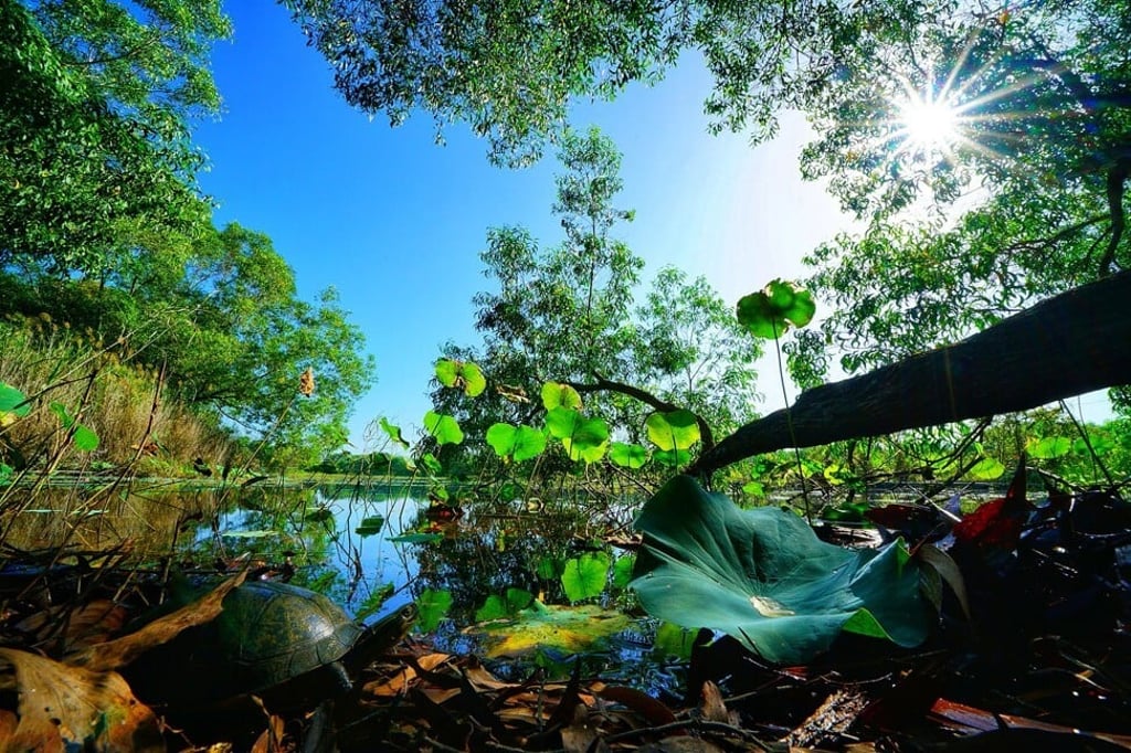 Careful preservation of Malaysia’s Paya Indah Discovery Wetlands, beside Gamuda Land’s Gamuda Cove township, has helped to enhance and protect the area’s biodiversity.