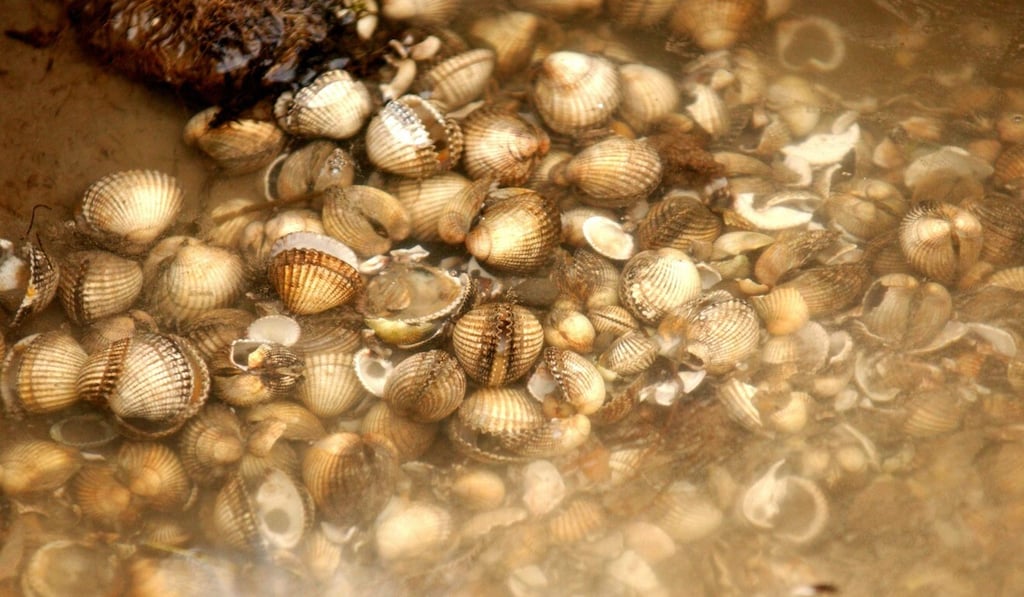 Selling commercial quantities of shellfish without a permit is illegal. File photo: AFP