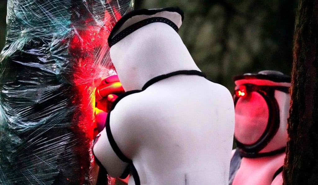 Workers, wearing protective suits, vacuum a nest of Asian giant hornets from a tree. Photo: AFP