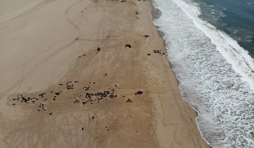 The beach has been littered with dead seals. Photo: Reuters