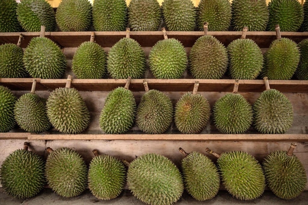 Durians on sale in Kuala Lumpur, the Malaysian capital. Photo: AFP Durians on sale in Kuala Lumpur, the Malaysian capital. Photo: AFP