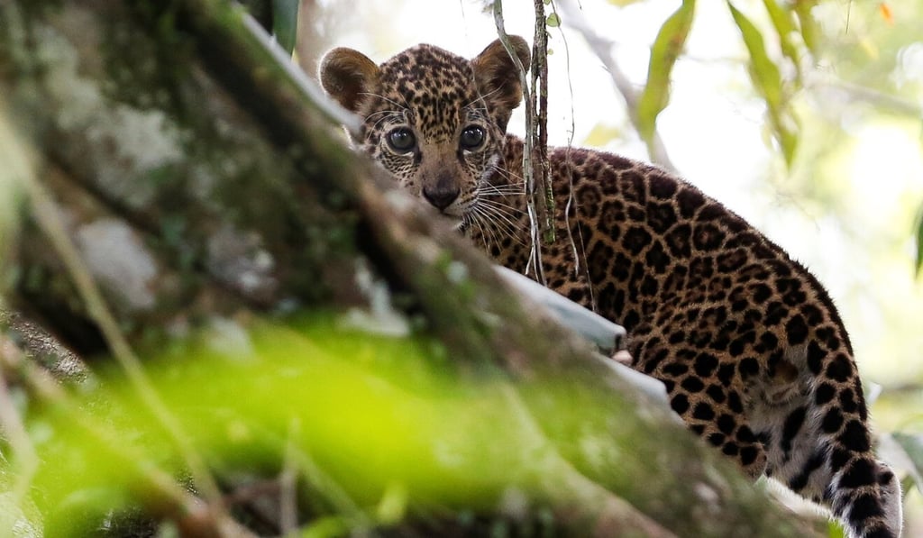 Jaguar parts in China are passed off as tiger products and sold for their reputed medicinal properties, the report says. Photo: Reuters Jaguar parts in China are passed off as tiger products and sold for their reputed medicinal properties, the report says. Photo: Reuters