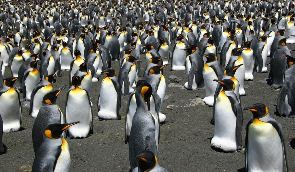 Many thousands of King penguins – a species with a bright splash of yellow on their heads – live on the island of South Georgia. Photo: AFP / CNRS Many thousands of King penguins – a species with a bright splash of yellow on their heads – live on the island of South Georgia. Photo: AFP / CNRS