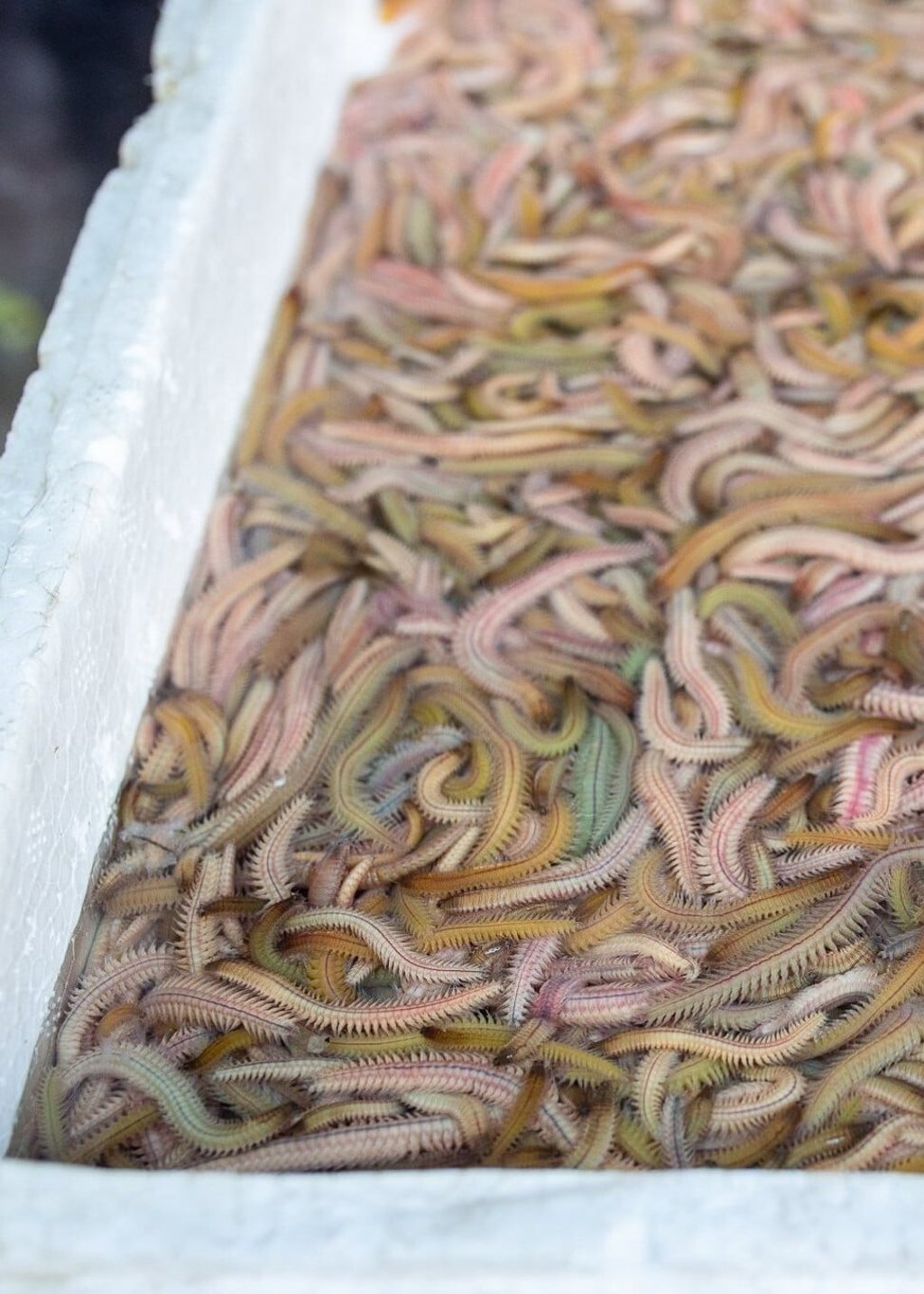 The worms are not served alive, but are boiled before being fried. Photo: DPA