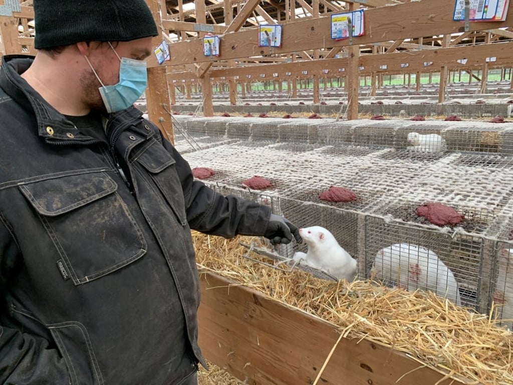 A mink farmer inspects his farm near Soroe, Denmark. Photo: Reuters A mink farmer inspects his farm near Soroe, Denmark. Photo: Reuters