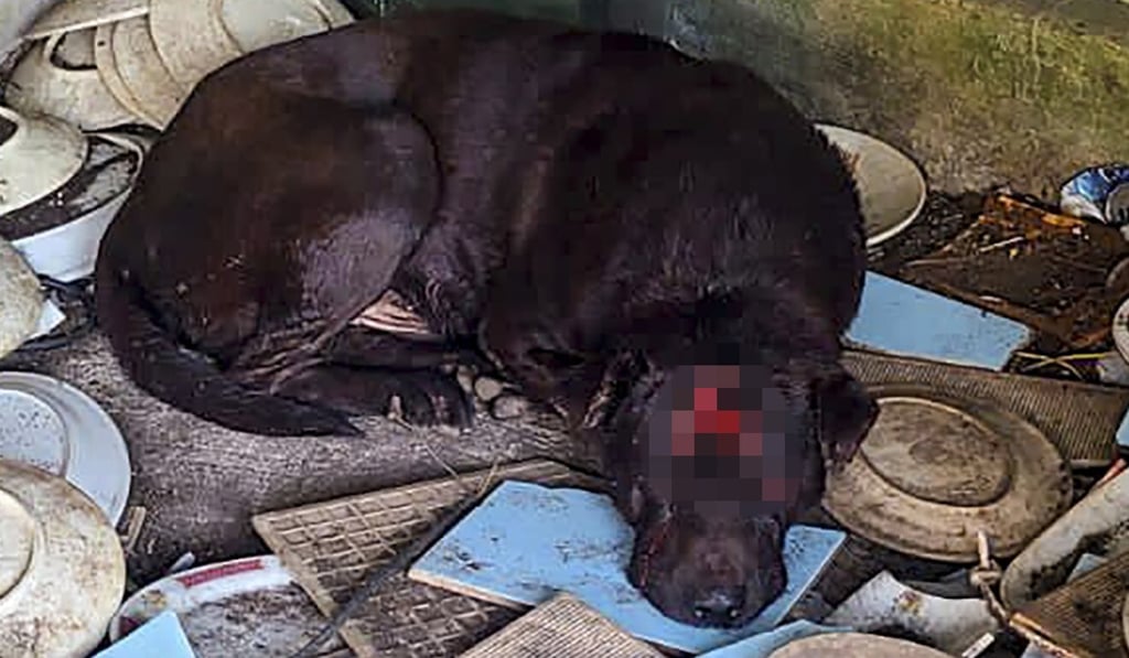 The dog suffered multiple slashes likely to have been caused by a cutter. Photo: Facebook