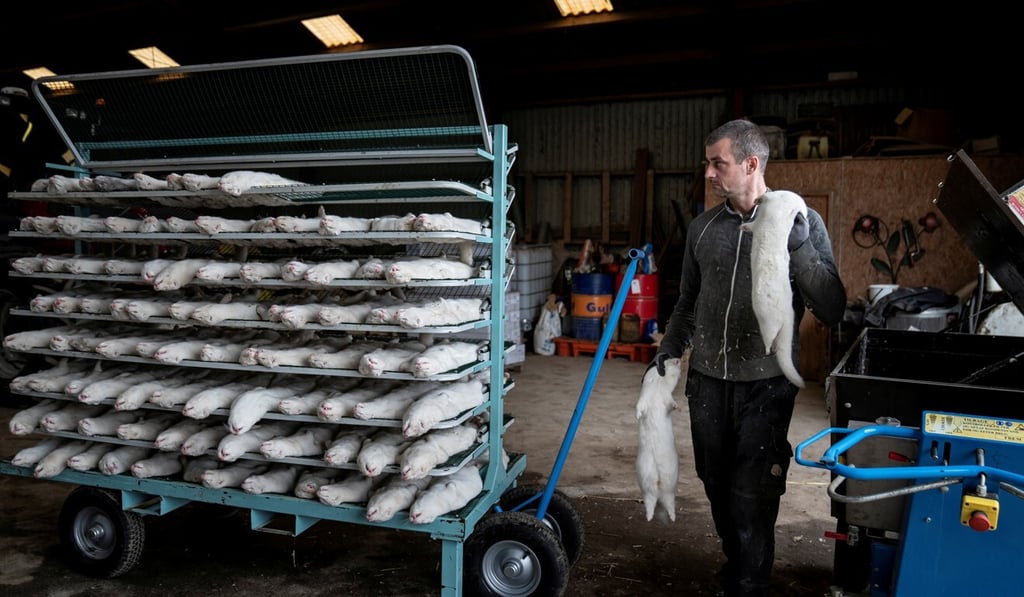 A farmer handles culled mink at a farm near Naestved, Denmark. Photo: Reuters A farmer handles culled mink at a farm near Naestved, Denmark. Photo: Reuters