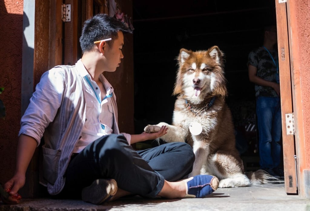 A man with an Alaskan malamute in Lijiang, Yunnan province. Some people are worried about the growing number of pets that live in the China’s cities. Photo: Getty Images A man with an Alaskan malamute in Lijiang, Yunnan province. Some people are worried about the growing number of pets that live in the China’s cities. Photo: Getty Images