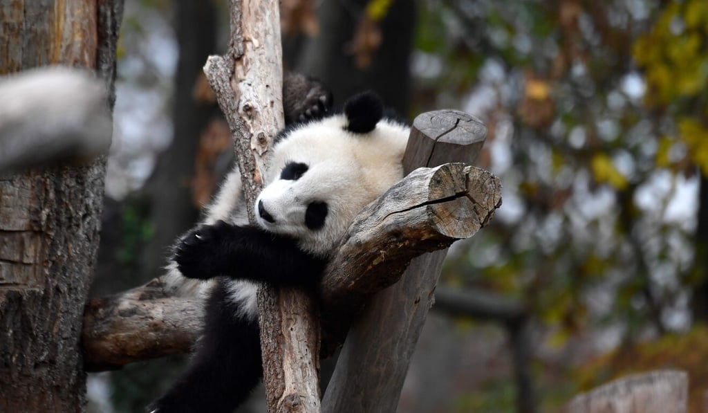 A giant panda relaxes on a tree trunk at the Zoologischer Garten zoo in Berlin. Photo: AFP