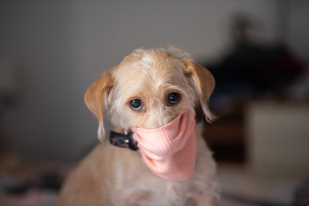 A new study has found that watching cute animal videos can reduce heart rate, blood pressure and anxiety. Photo: Getty Images A new study has found that watching cute animal videos can reduce heart rate, blood pressure and anxiety. Photo: Getty Images
