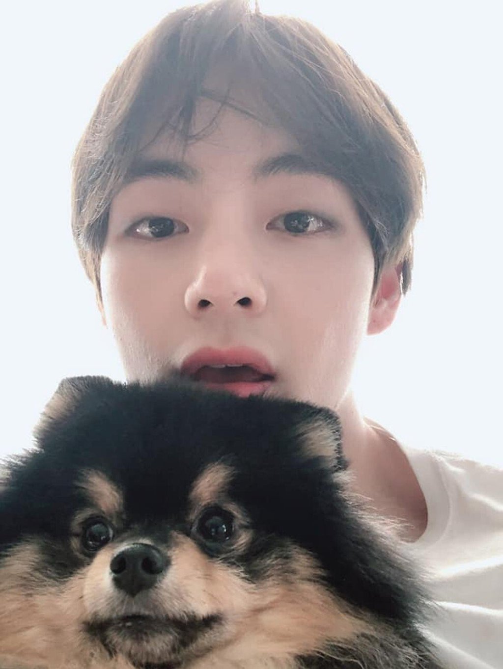 V with his Pomeranian Yeontan, or Tannie. Photo: @BTSKimTaehyungFanpage/Facebook V with his Pomeranian Yeontan, or Tannie. Photo: @BTSKimTaehyungFanpage/Facebook