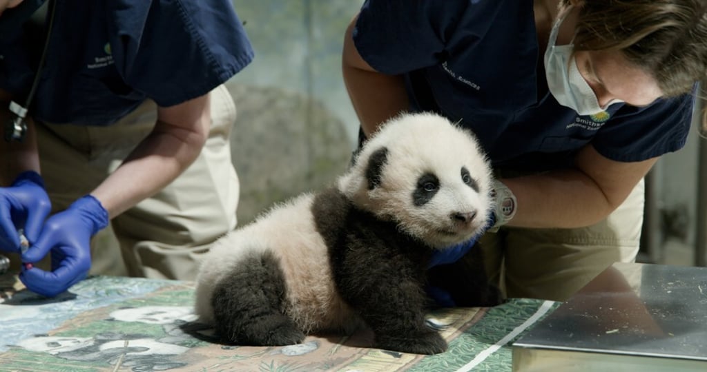 The panda cub’s name Xiao Qi Ji translates to Little Miracle in English. Photo: Smithsonian’s National Zoo via Xinhua