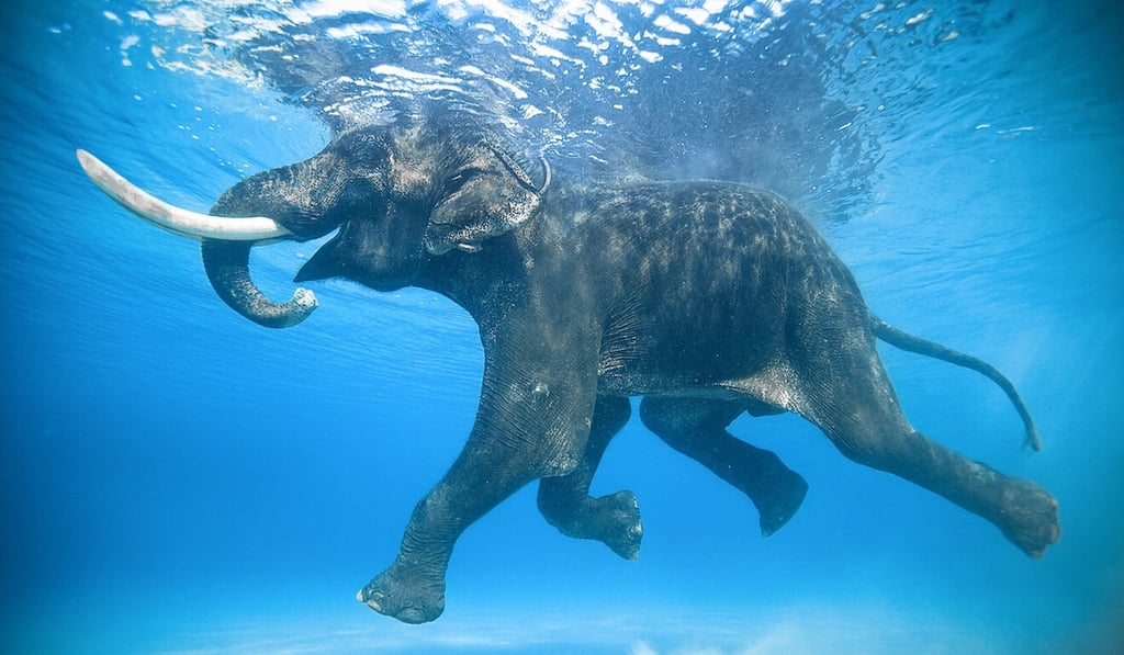 Rajan was an Asian elephant brought to the Andaman Islands in the 1950s to help extract timber from the jungles. He was the last of the group to survive. Photo: Prints For Nature/Jody MacDonald