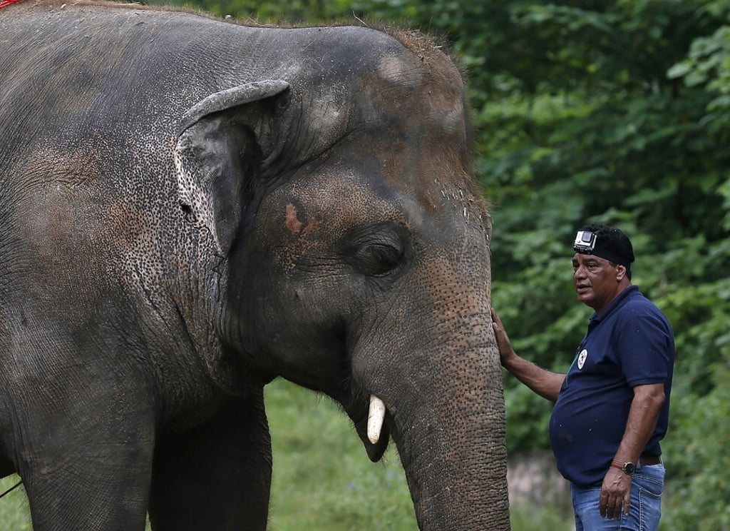 Dr Amir Khalil from Four Paws comforts Kaavan during an examination on November 27, 2020. Photo: AP