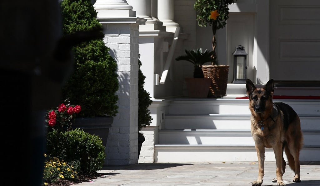 Joe Biden's other dog, Champ. File photo: TNS