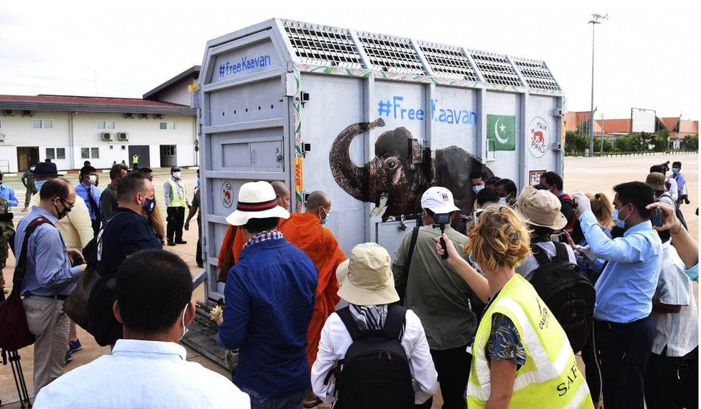 A shipping container holding Kaavan the elephant arrivals from Pakistan at the Siem Reap International Airport in Cambodia. Photo: AP