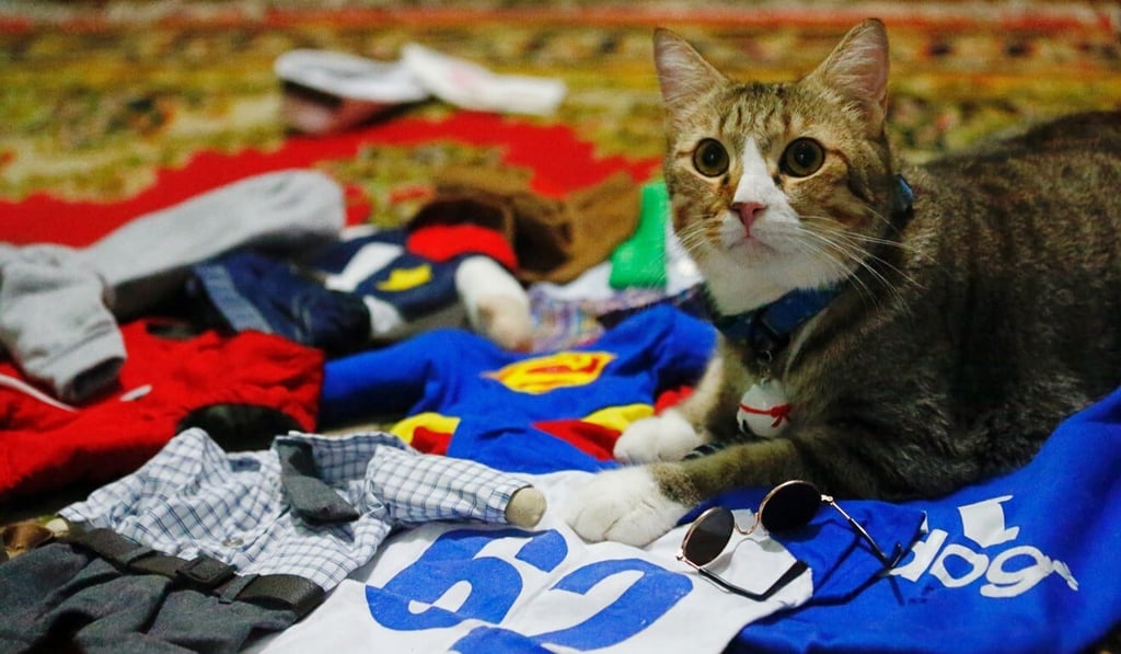 A cat sits among its cosplay costumes in Jakarta, Indonesia. Photo: Reuters