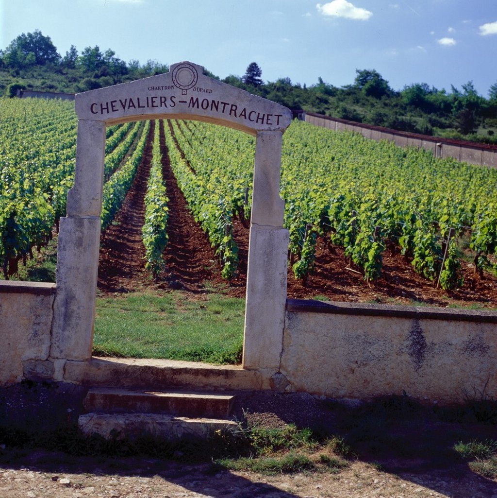 The commune of Puligny-Montrachet, located in the Côte de Beaune area of the Bourgogne region, is known for producing Grand Cru and Premier Cru wines. Photo: BIVB / Droits réservés