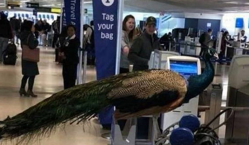 A United Airlines passenger who tried to take her emotional support peacock with her on a cross-country flight had the bird turned away by the airline in 2018. File photo: Facebook