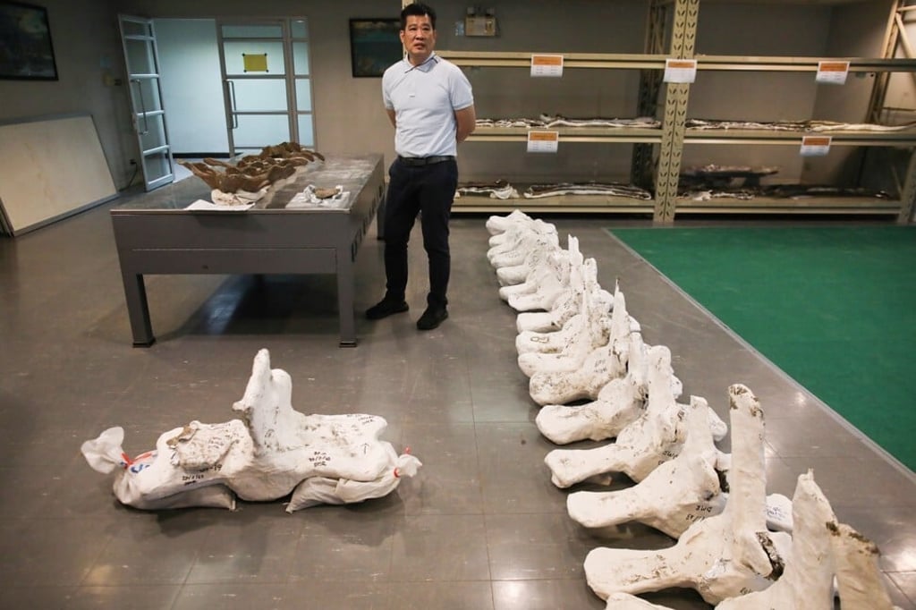 Scientists say the bones need to be carbon-dated to determine the exact age of the skeleton. Photo: Reuters