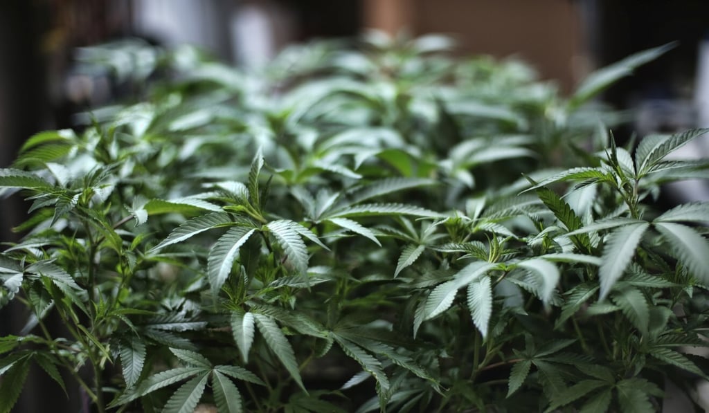 Marijuana grows at an indoor cannabis farm in Gardena, California. Photo: AP