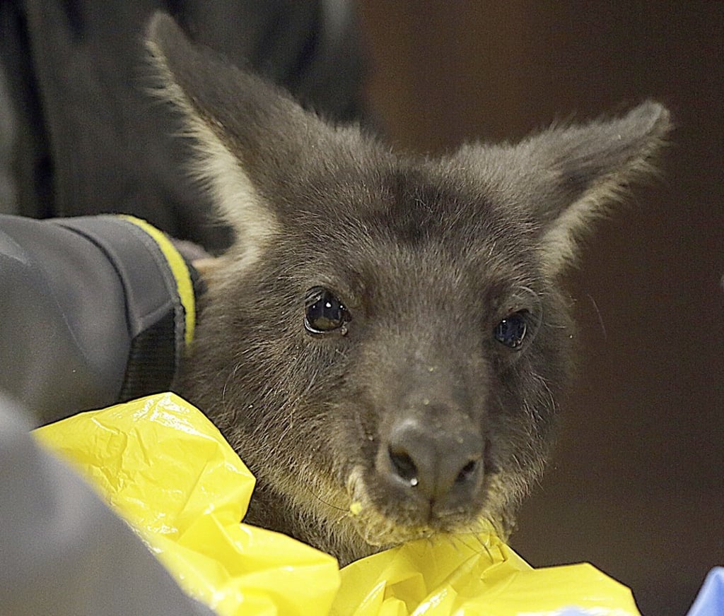 Wally the Wallaroo is examined by a vet at Bridgeview Animal Hospital in Peru, Illinois, on November 2. Photo: NewsTribune via AP Wally the Wallaroo is examined by a vet at Bridgeview Animal Hospital in Peru, Illinois, on November 2. Photo: NewsTribune via AP