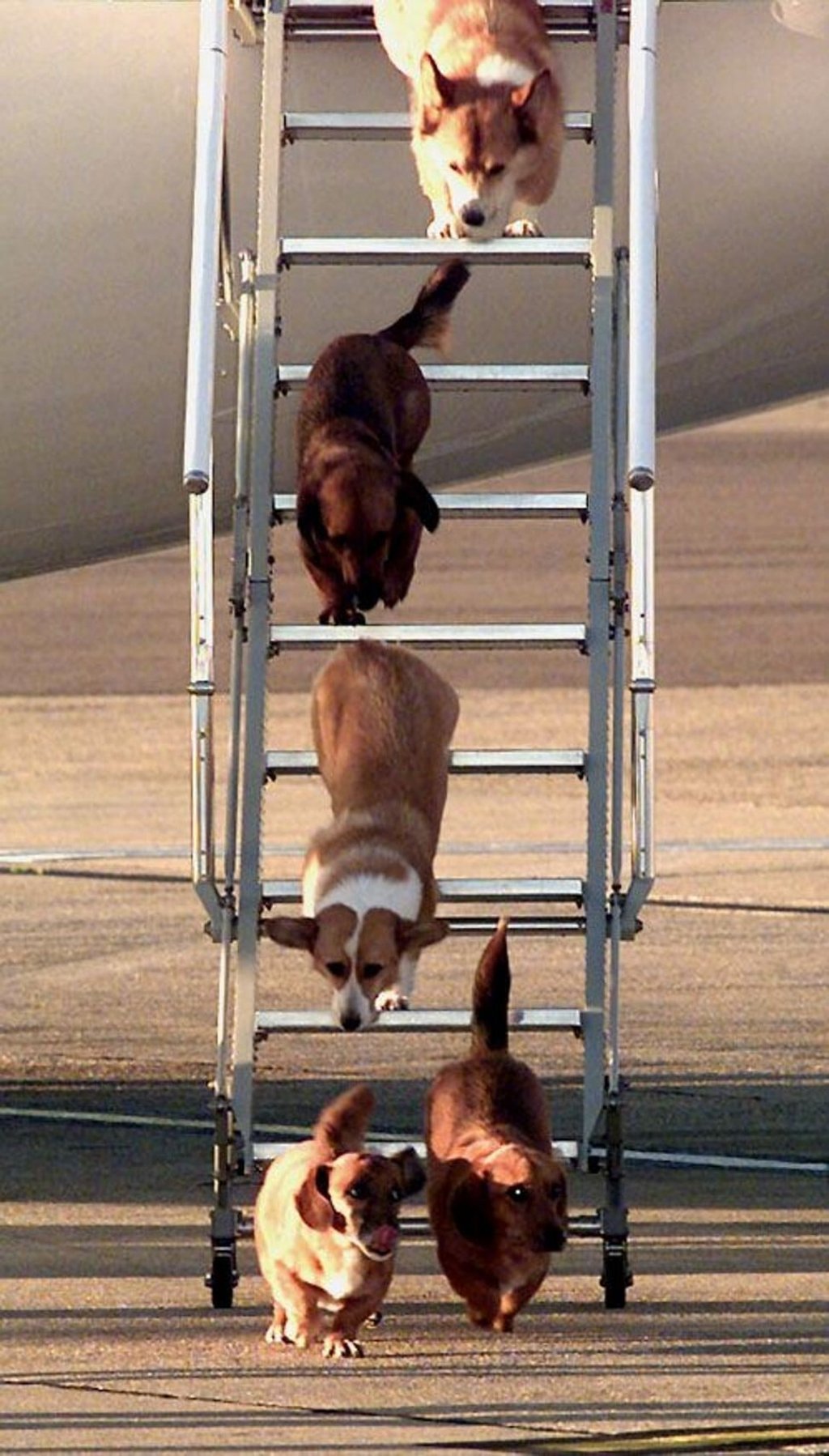 British Queen Elizabeth’s corgis at Heathrow Airport in London. Photo: handout
