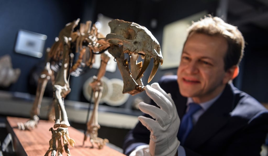 Director of Piguet Hotel des Ventes auction house Bernard Piguet poses with a rare sabre-toothed cat’s skeleton. Photo: AFP