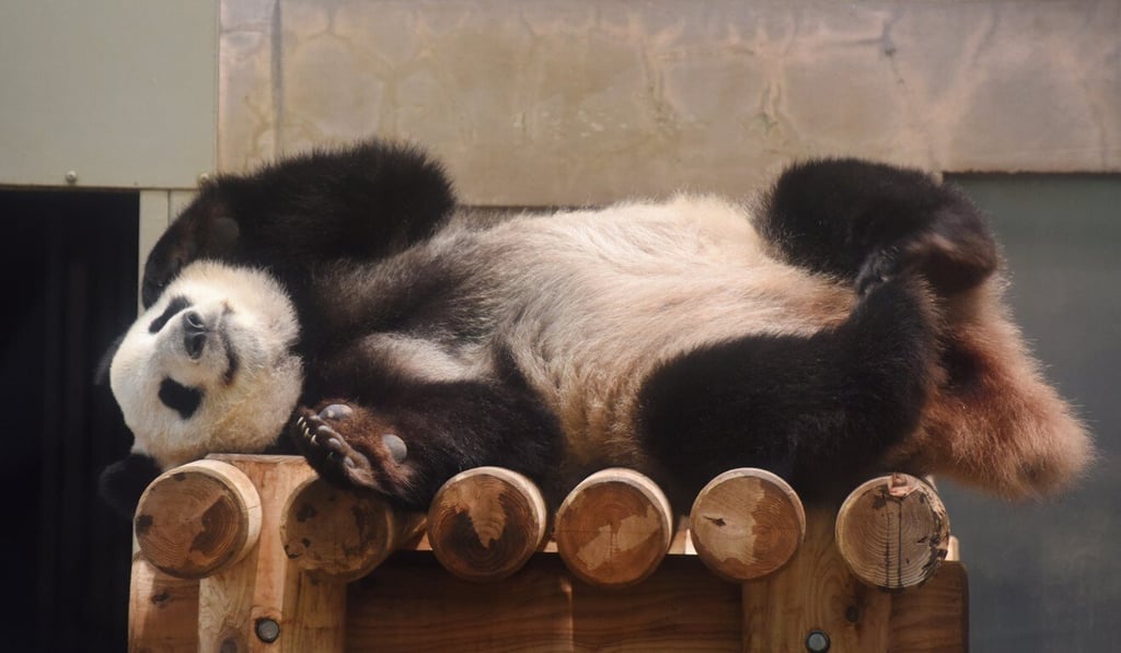 Giant panda Shin Shin, mother of Xiang Xiang, will stay in Japan for another five years. Photo: AFP Giant panda Shin Shin, mother of Xiang Xiang, will stay in Japan for another five years. Photo: AFP