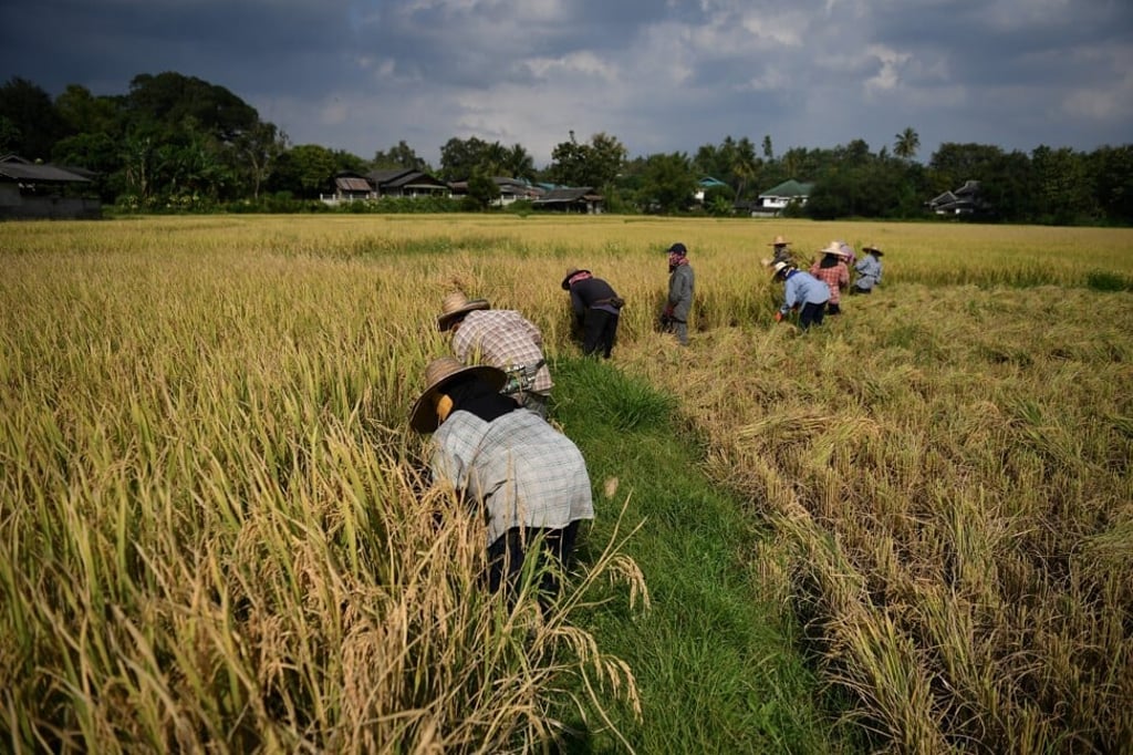 Farmers harvest rice in a village in Chiang Mai, northern Thailand. Photo: AFP
