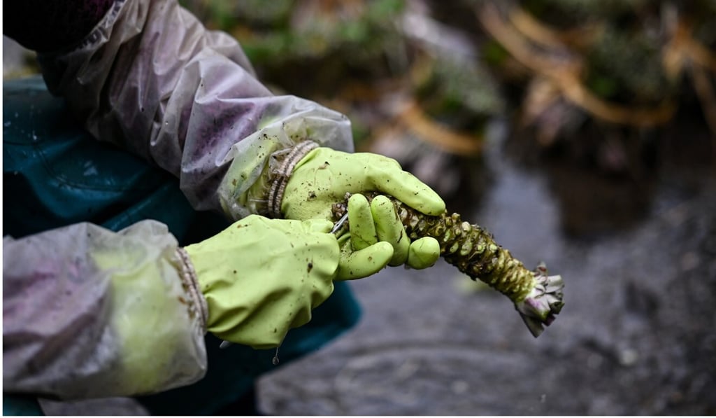 A woman removes leaves from a wasabi root at a farm in Ikadaba in the city of Izu, Shizuoka prefecture. Photo: AFP A woman removes leaves from a wasabi root at a farm in Ikadaba in the city of Izu, Shizuoka prefecture. Photo: AFP