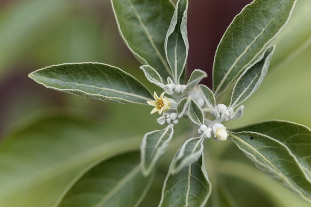 Ashwagandha is a small shrub with yellow flowers, a member of the night shade family. Photo: Shutterstock Ashwagandha is a small shrub with yellow flowers, a member of the night shade family. Photo: Shutterstock