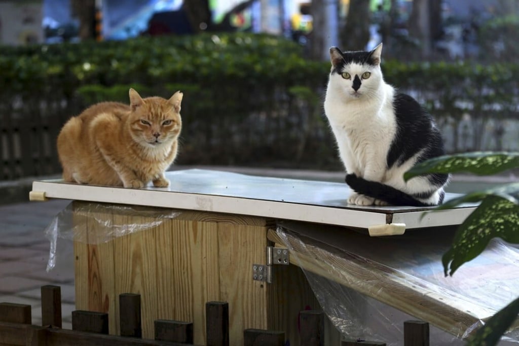 Street cats Pipi, right, and Laoda (boss) sit on the roof of a Midnight Cafeteria in Taipei. Photo: AP Photo