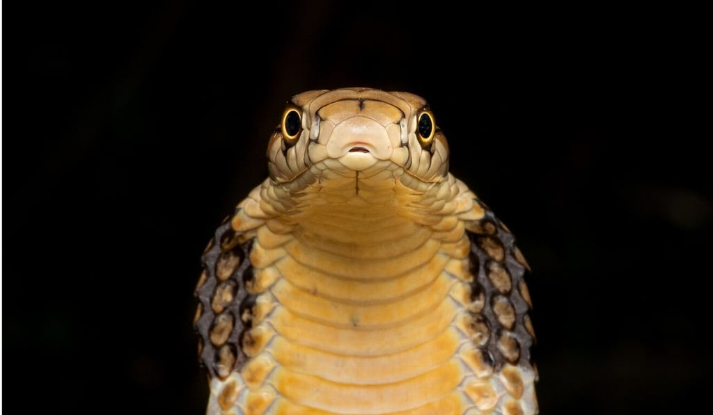 Adam Francis won the competition with this hypnotic picture of a king cobra. Photo: Adam Francis Adam Francis won the competition with this hypnotic picture of a king cobra. Photo: Adam Francis