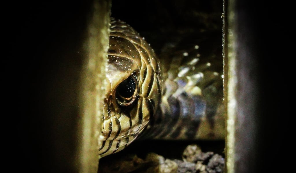 Cliffcher Lucas Eustaquio’s image of a common rat snake took second place. Photo: Cliffcher Lucas Eustaquio Cliffcher Lucas Eustaquio’s image of a common rat snake took second place. Photo: Cliffcher Lucas Eustaquio