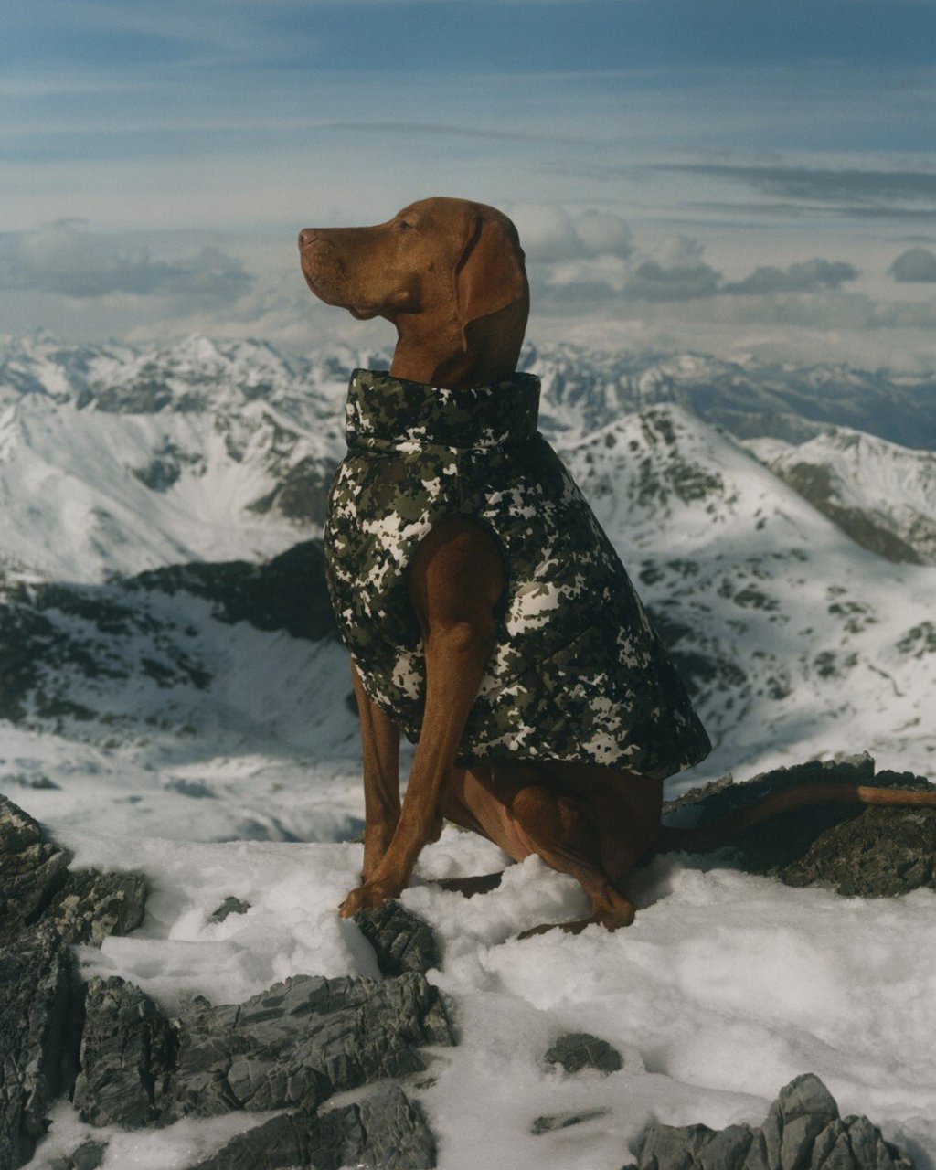 Moncler x Poldo Dog Couture collection. Photo: Moncler