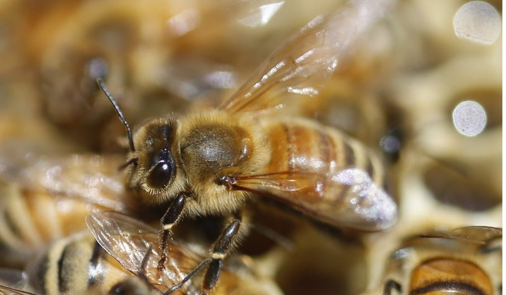 Honeybees best illustrate insect problems and declines, according to entomologists. Photo: AP Honeybees best illustrate insect problems and declines, according to entomologists. Photo: AP