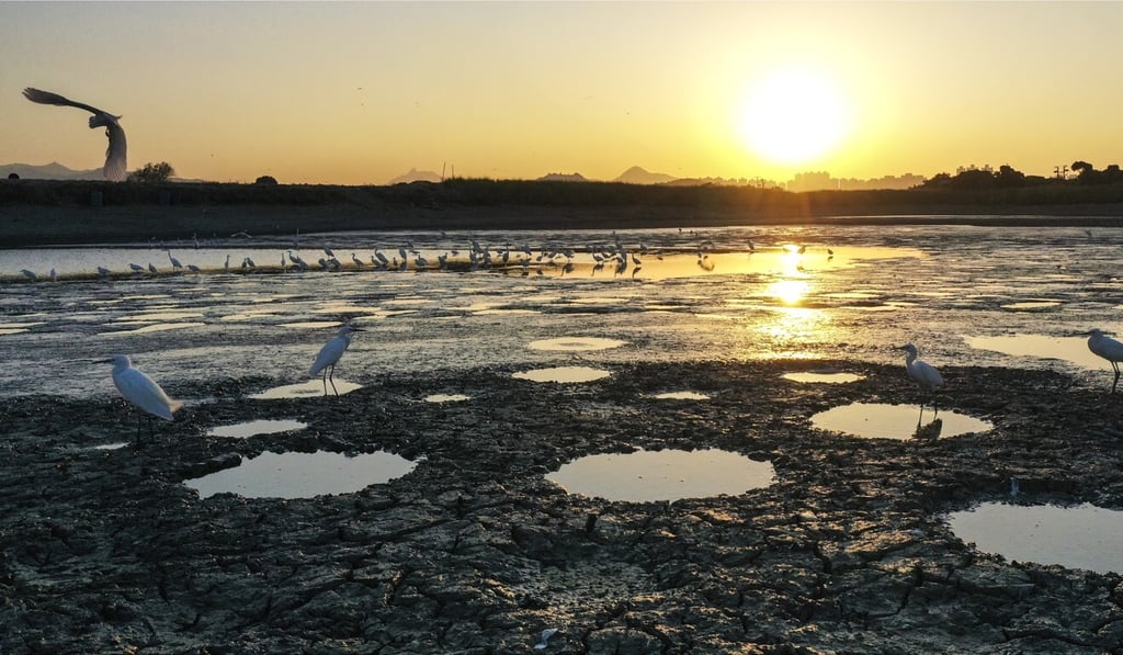 Migratory birds stop off at Tai Sang Wai, near Mai Po nature reserve. Photo: Winson Wong