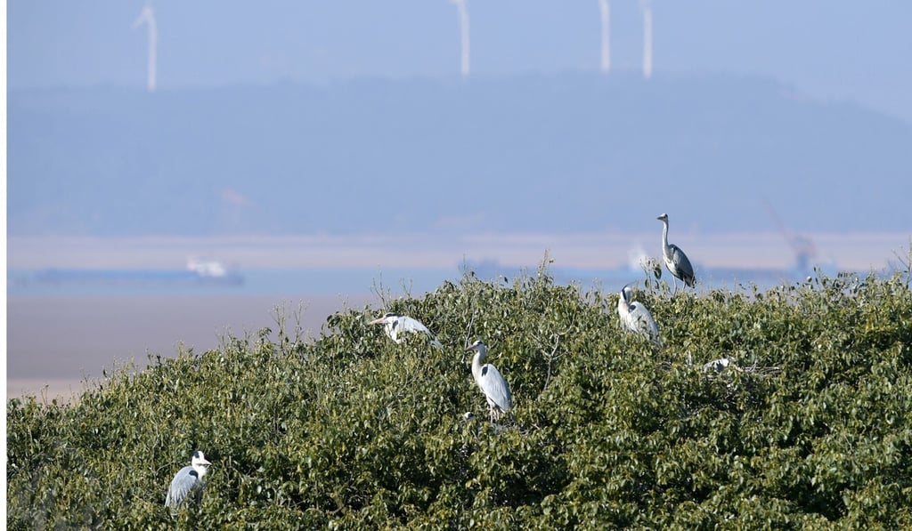 Herons fly to Poyang Lake to breed. Photo: Xinhua