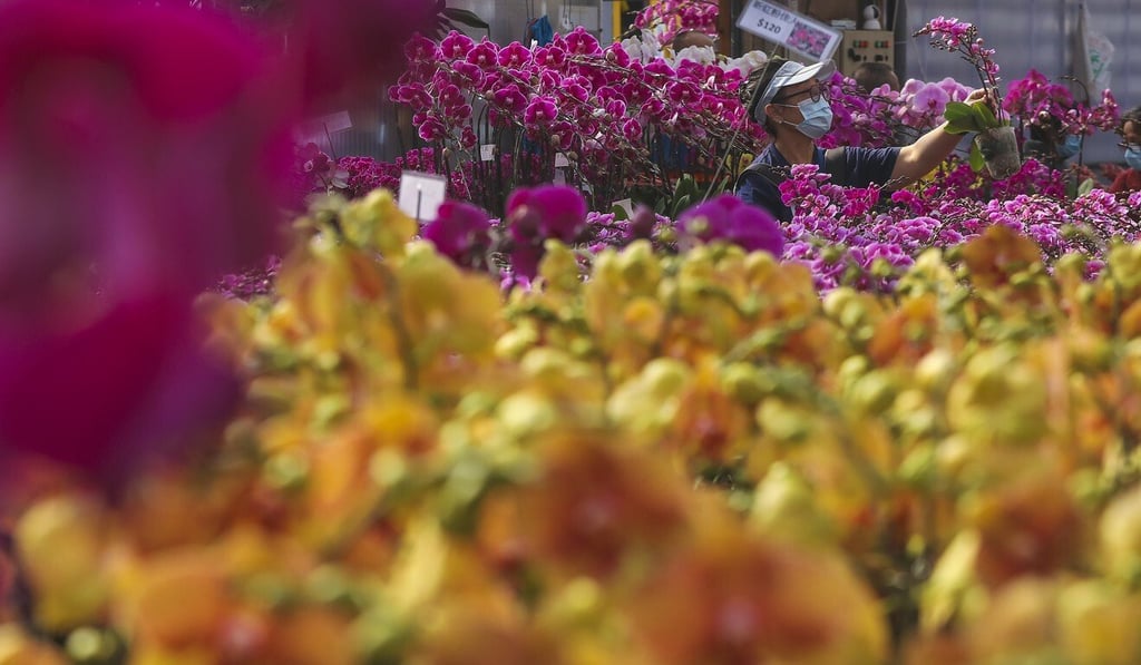 Chiba Orchid Farm in Yuen Long, where some buyers earlier had flocked amid news of the initial flower market cancellation. Photo: K. Y. Cheng Chiba Orchid Farm in Yuen Long, where some buyers earlier had flocked amid news of the initial flower market cancellation. Photo: K. Y. Cheng