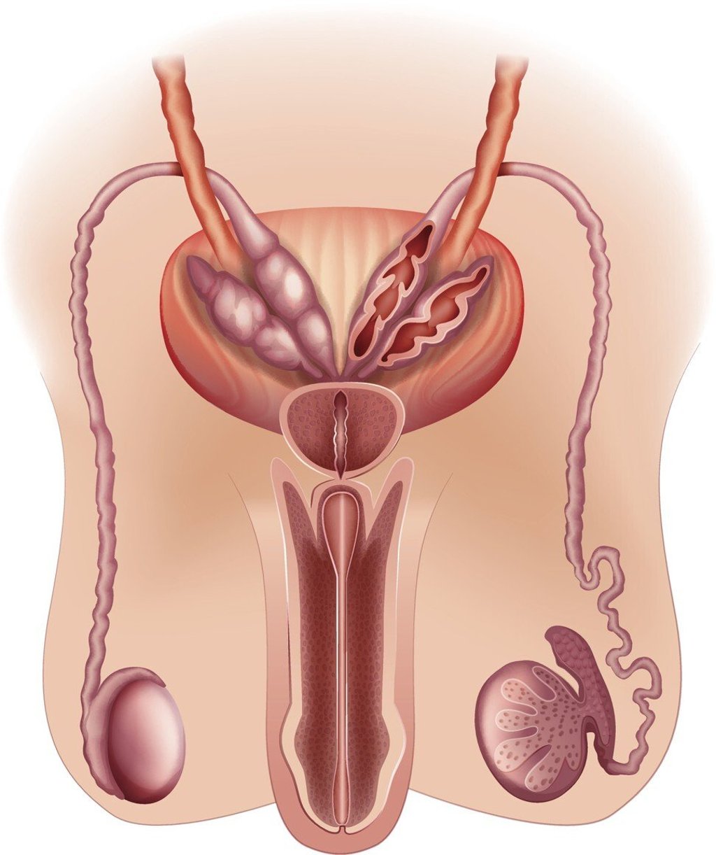 Diagram of the male reproductive system. Photo: Getty Images/iStockphoto
