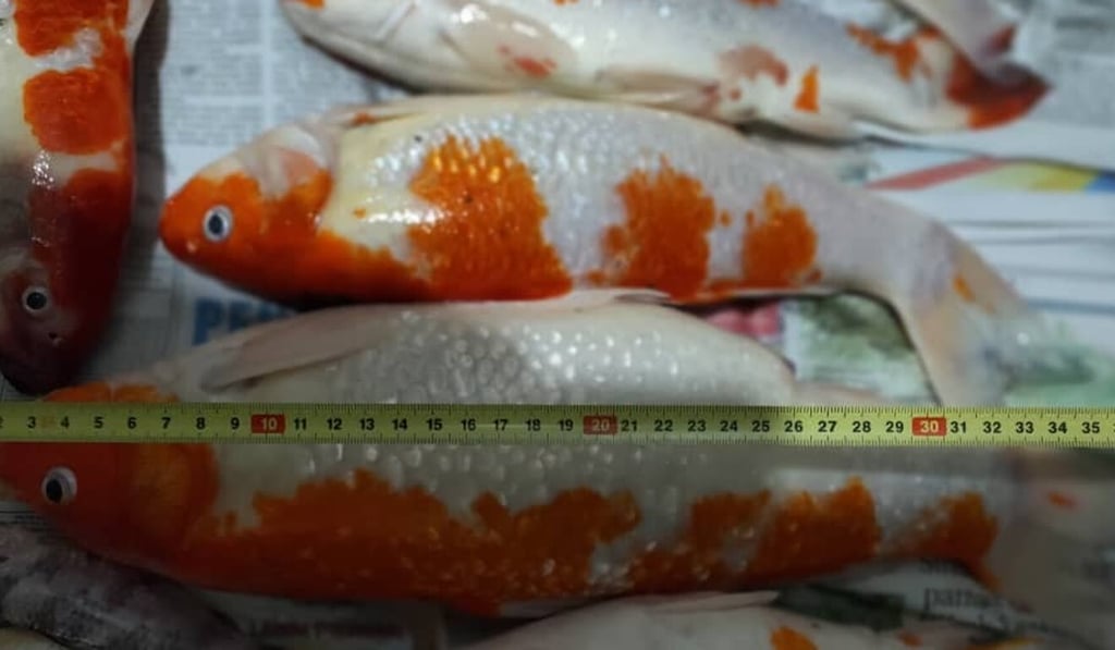 The fish were measured before being sectioned and turned into soup. Photo: Facebook The fish were measured before being sectioned and turned into soup. Photo: Facebook