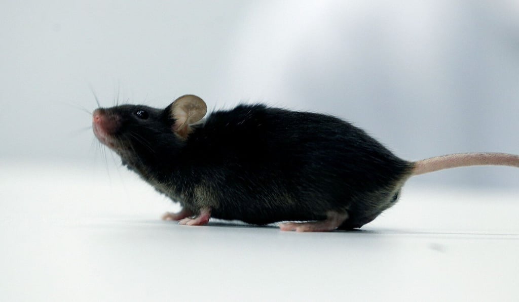A mouse which recovered from paralysis is seen in a lab at Ruhr University in Germany on Thursday. Photo: Reuters