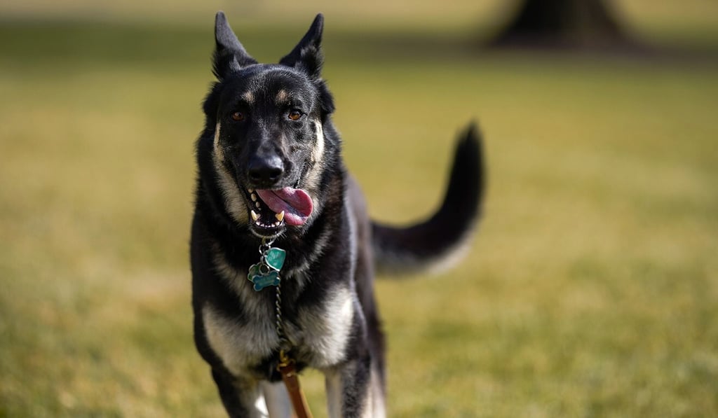First dog Major runs outside the White House on Sunday. Photo: White House handout via EPA-EFE